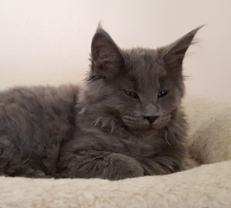 Небелунгская кошка