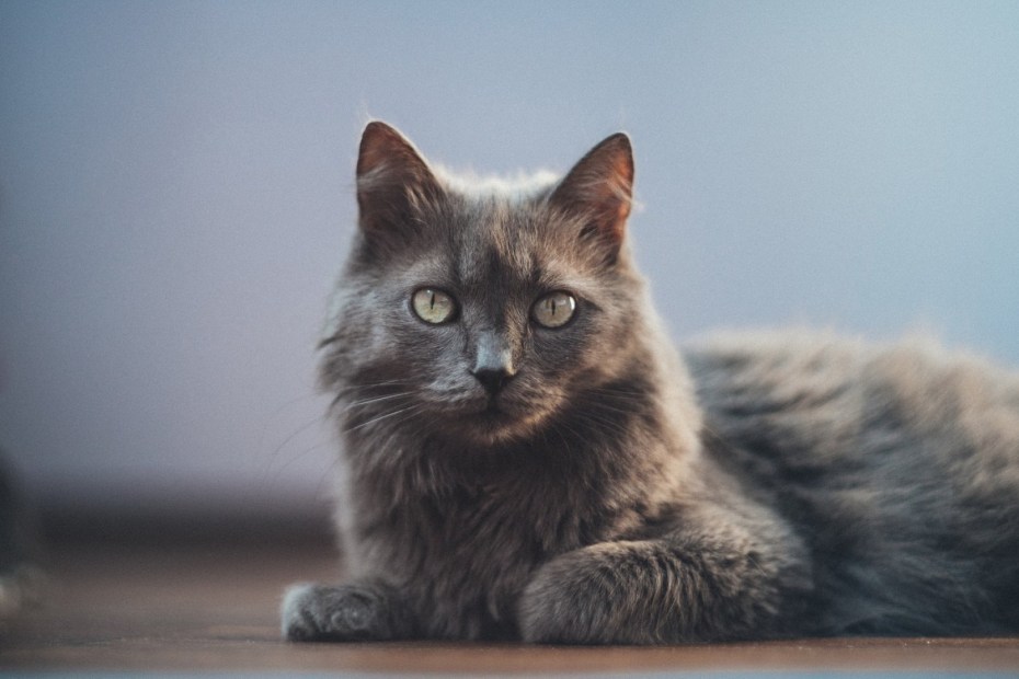 Кот Сибирский Нибелунг