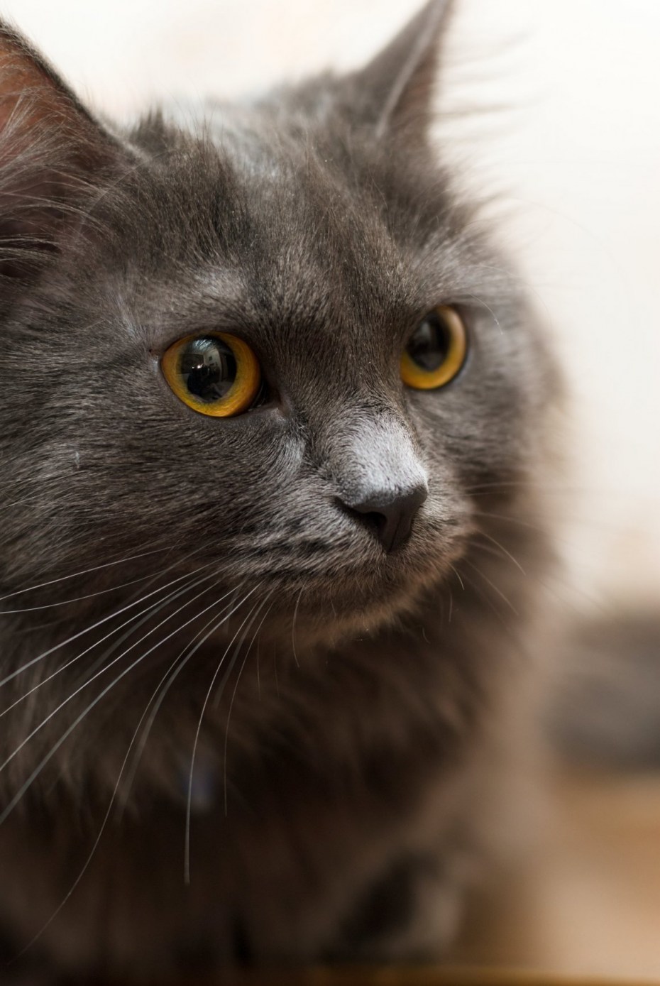 Кот породы Нибелунг
