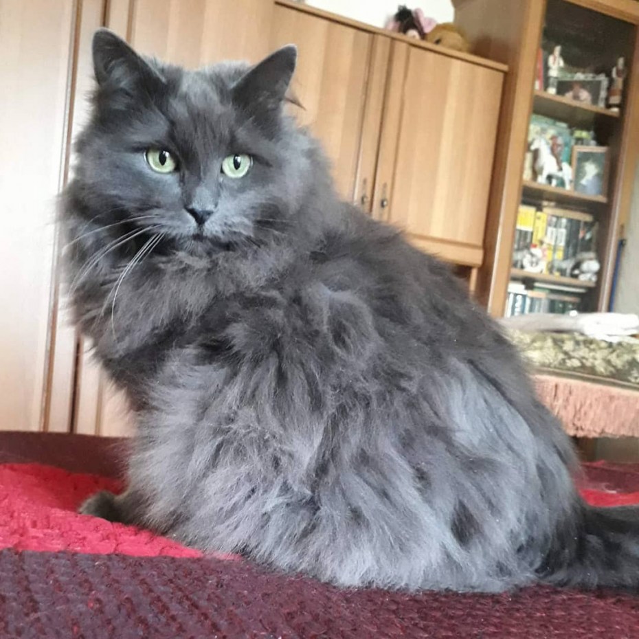 Котята кошки Нибелунг