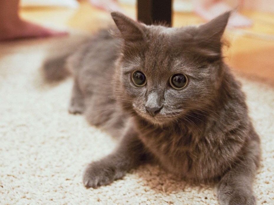 Нибелунг кошка
