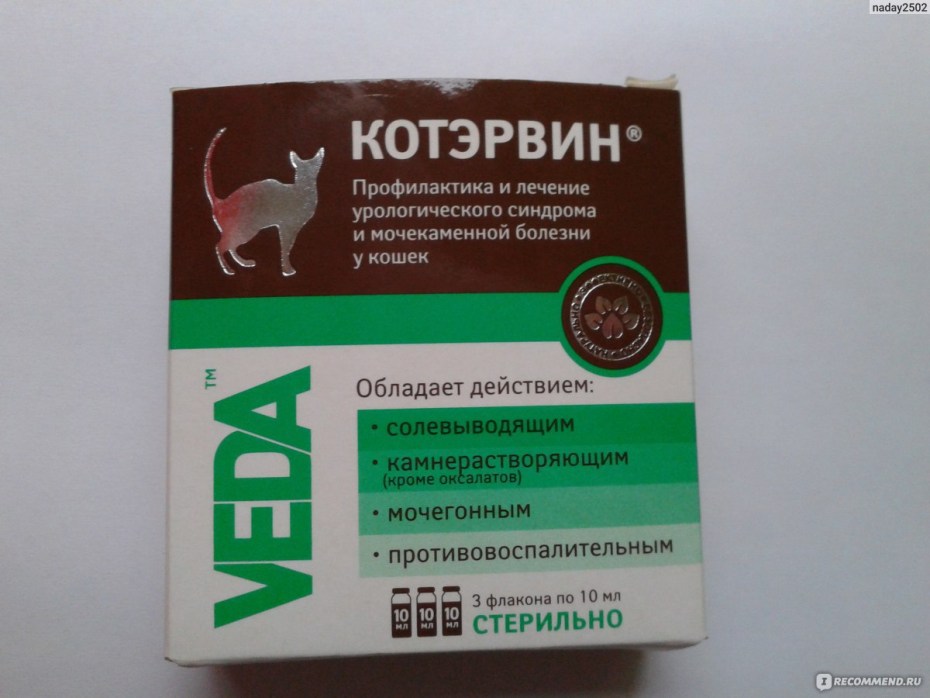 Ветеринар с кошкой