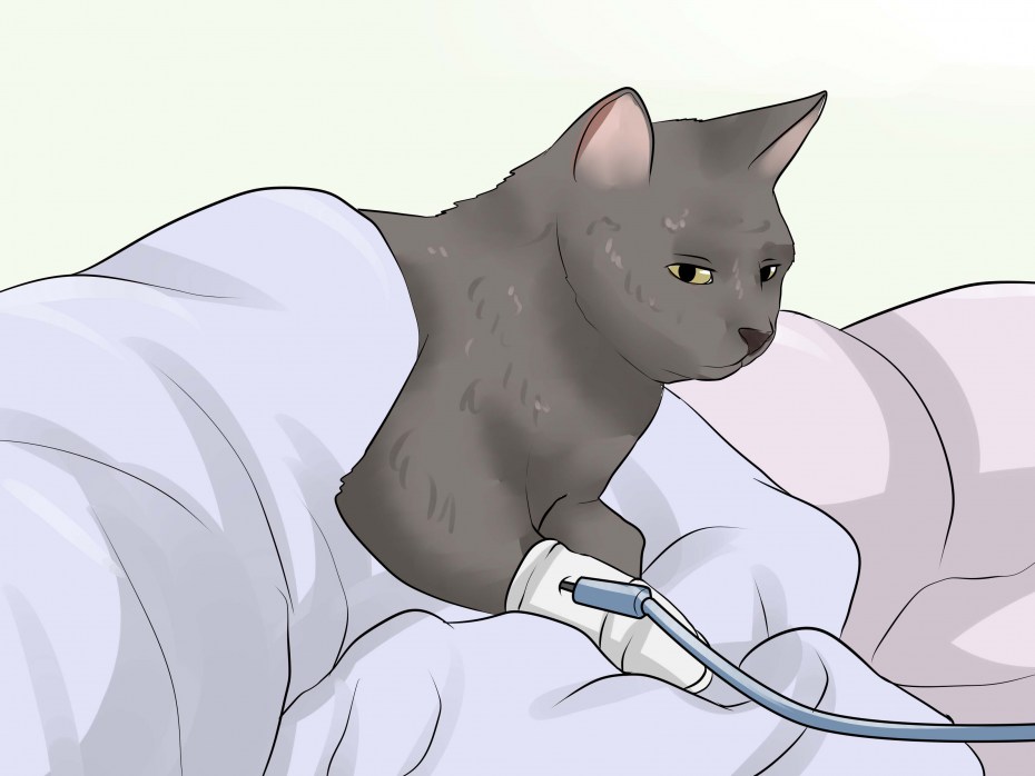 Котенок у ветеринара