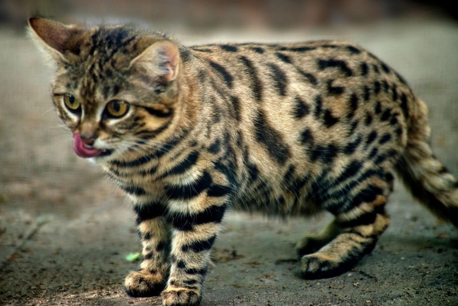 Африканский дикий кот черноногая кошка