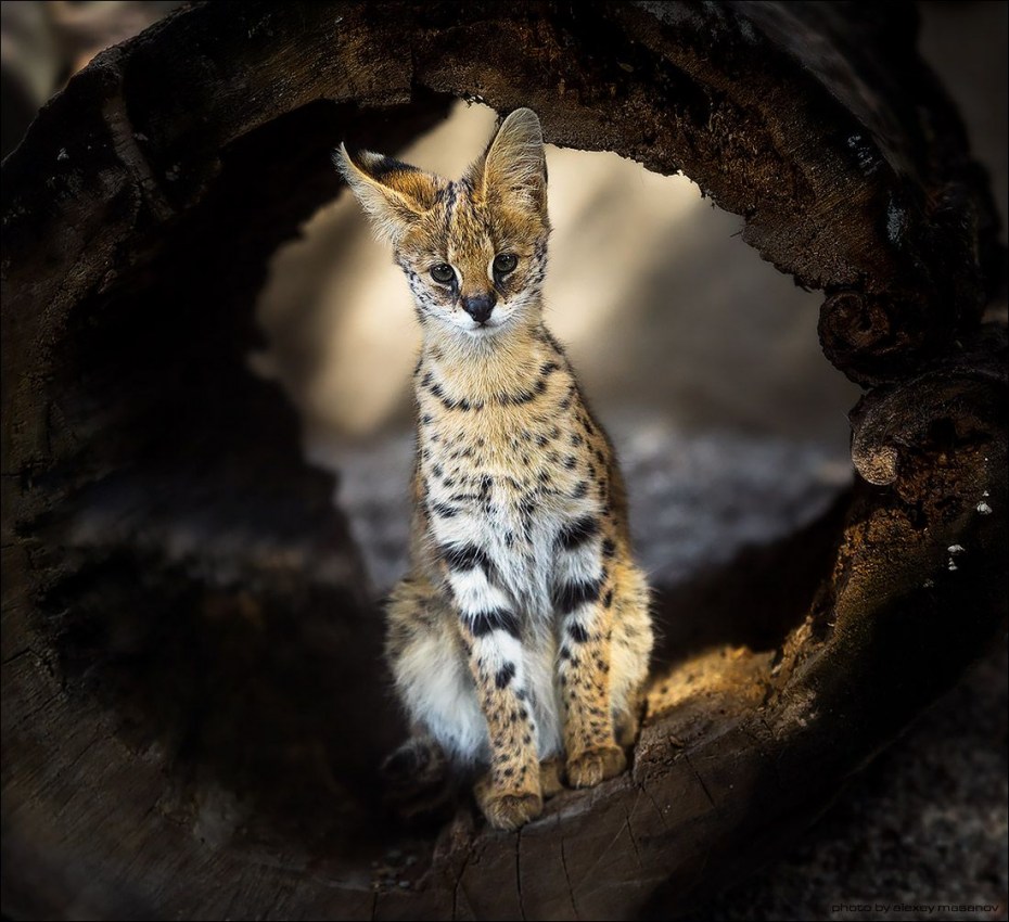 Сервал меланист кошка