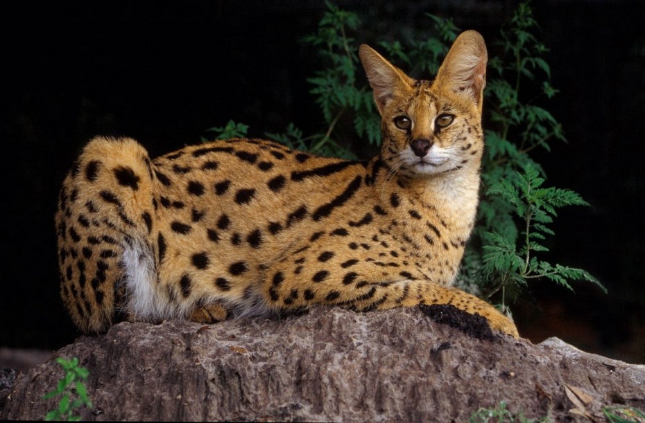 Кот сервал