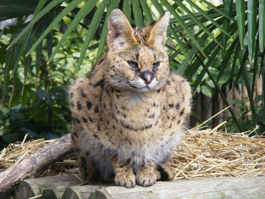 Сервал кустарниковая кошка