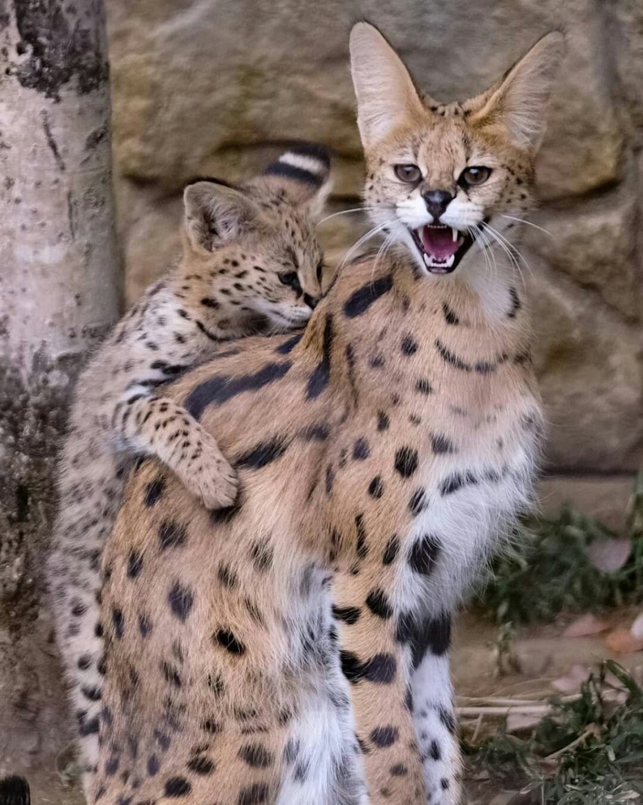 Кот сервал