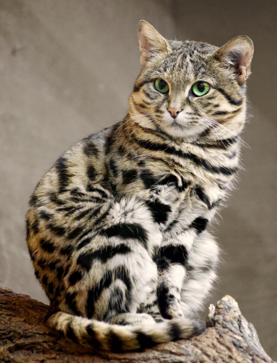 Африканский дикий кот черноногая кошка