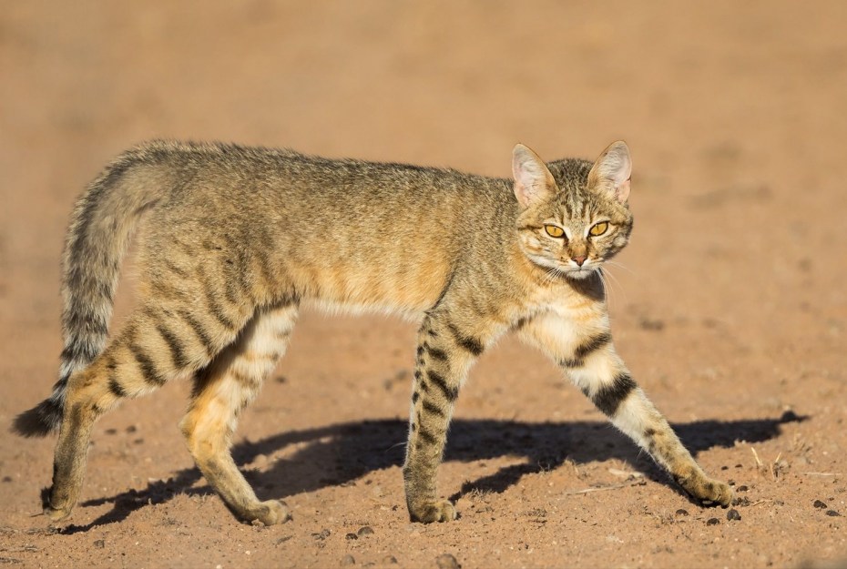 Степной кот (Felis Silvestris lybica)