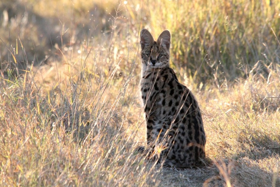 Сервал (Leptailurus Serval),