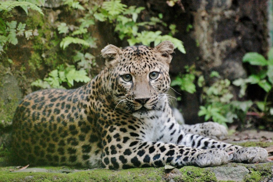 Javan Leopard