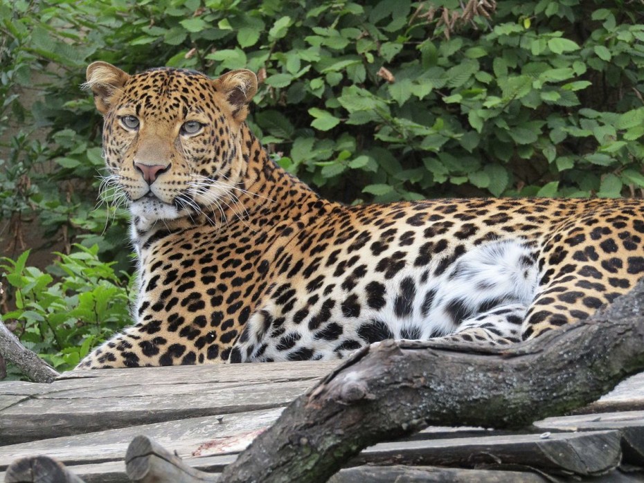 Panthera pardus Nimr
