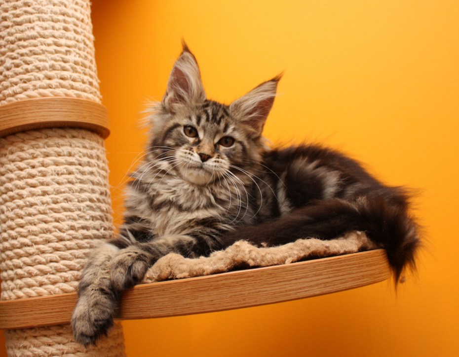 Кошка Мейн кун с котятами