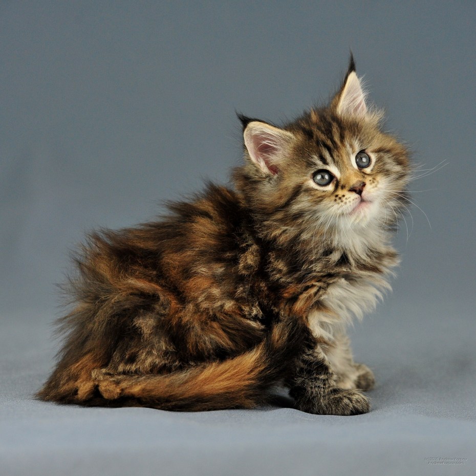 Котята породы Мейн кун
