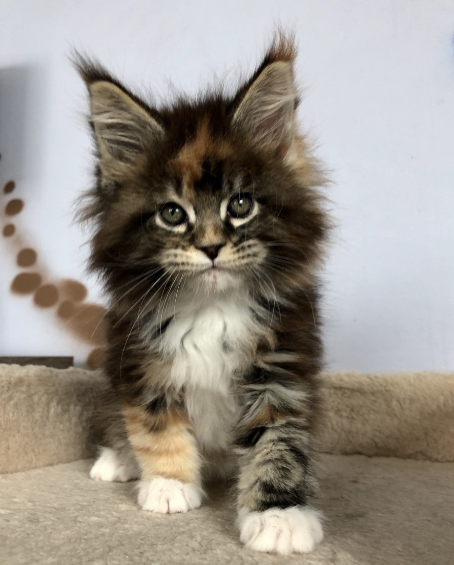 Маленькие котята мейкуна