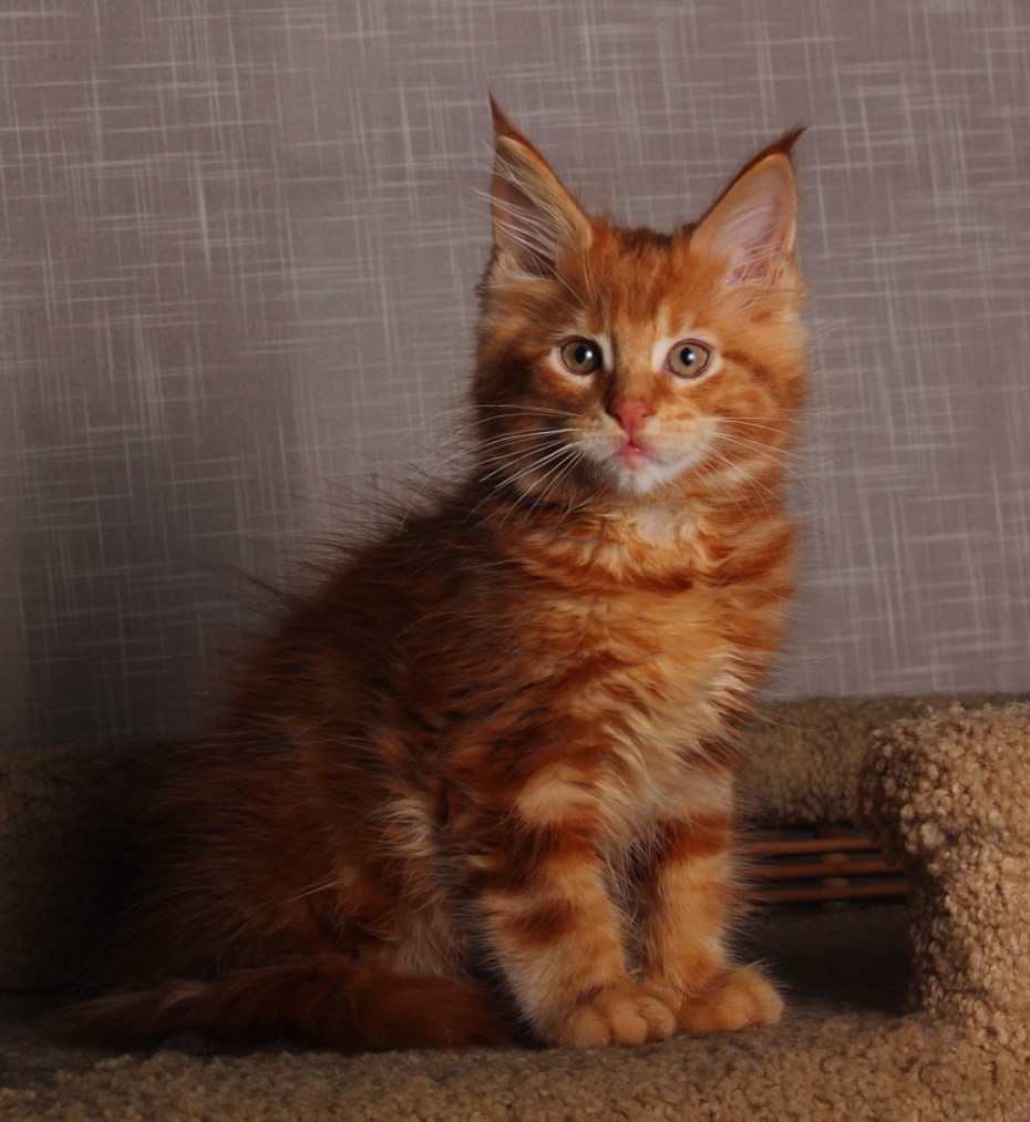 Котята Мейн кун фото