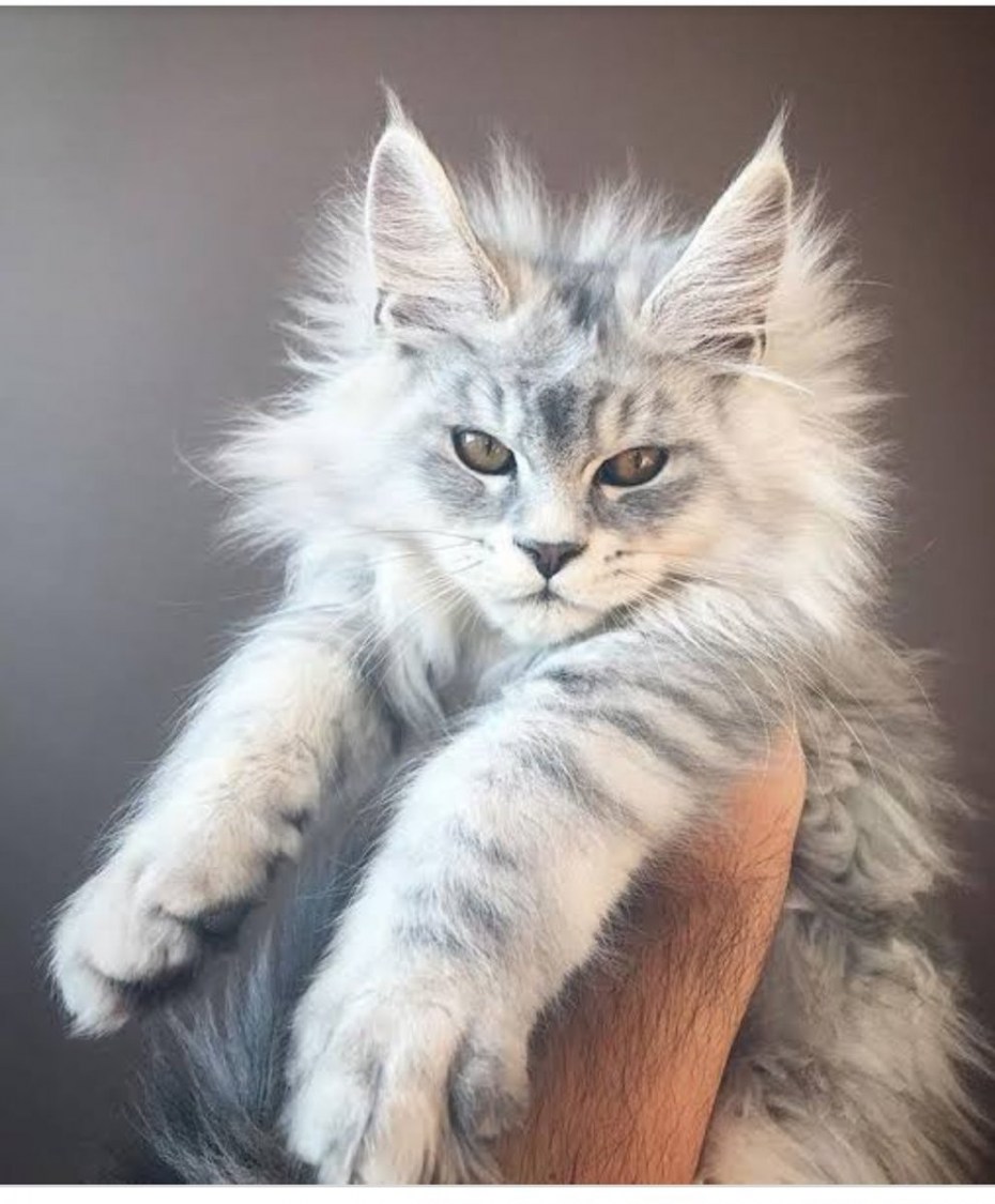 Котята Мейн кун фото