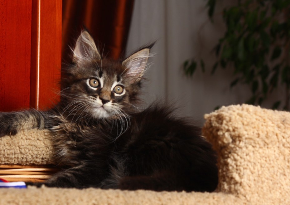 Кошка Мейн кун с котятами