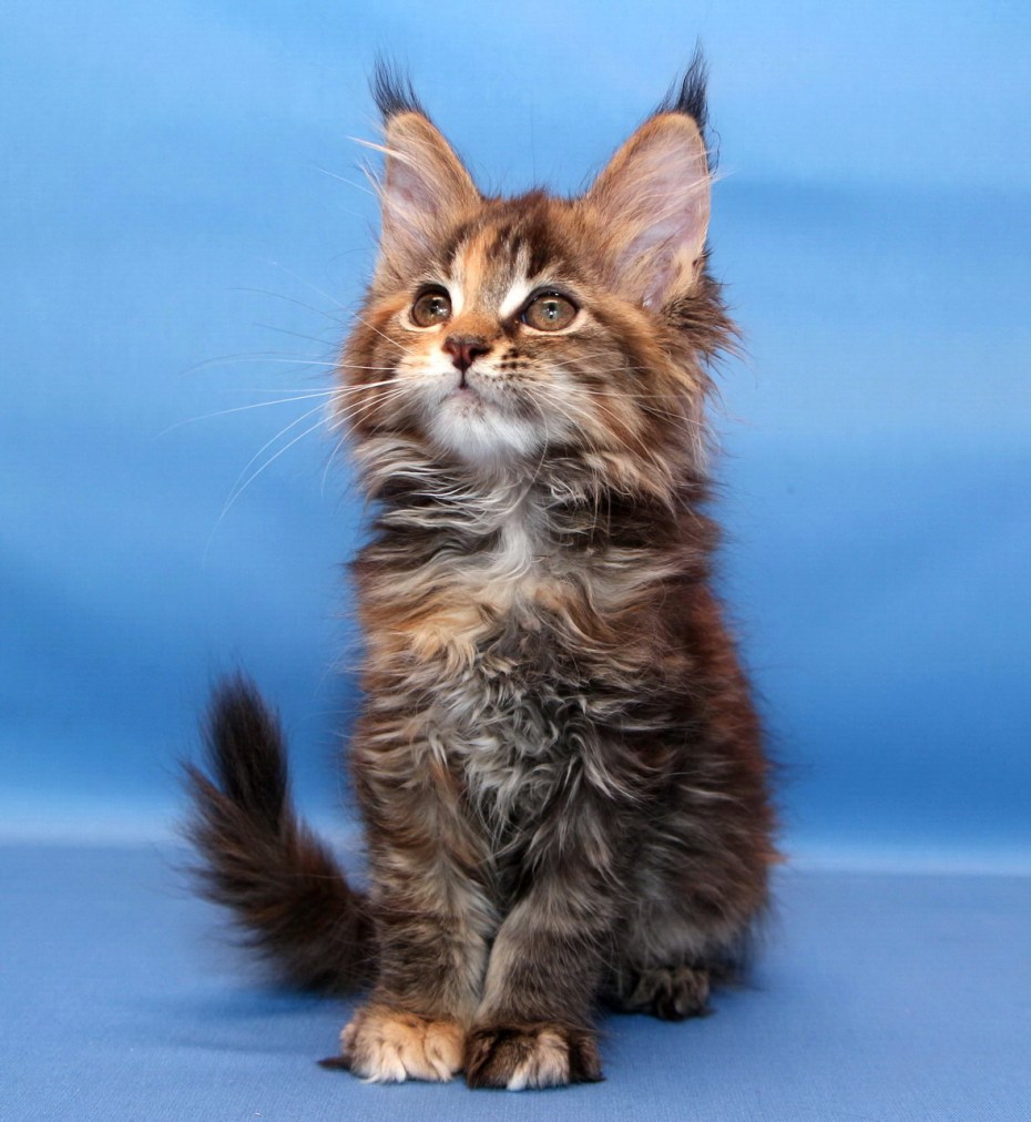 Кошка Мейн кун с котятами