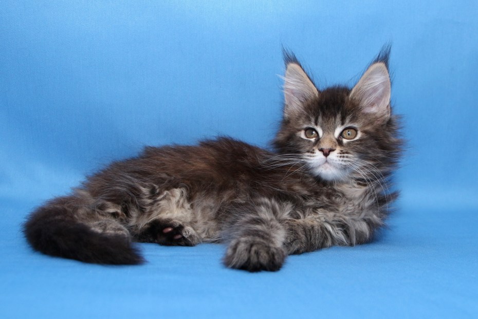 Котенок менйнкуна рыжий