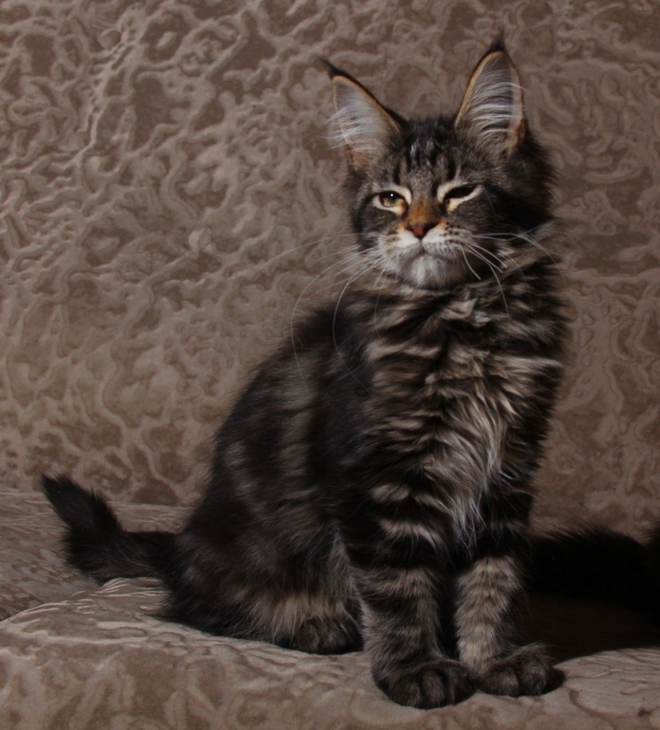 Котики Мейн кун котята