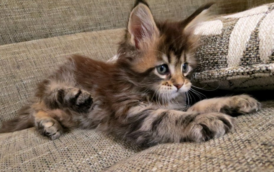 Котята породы Мейн кун