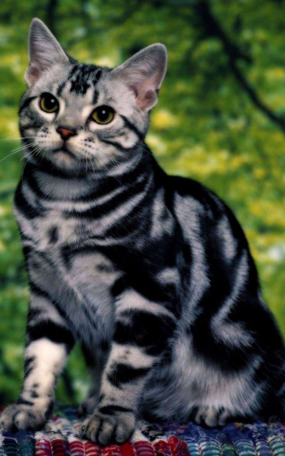 Грустный котик