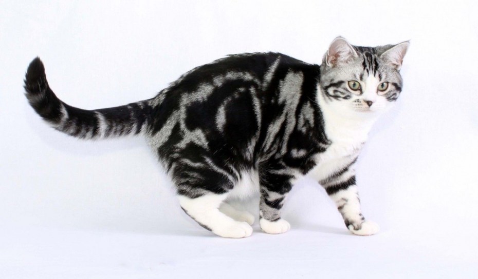 Серо белая кошка