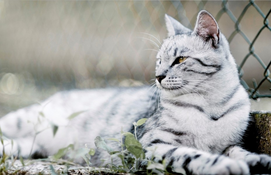 Красивые коты