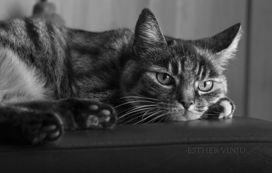 Striped Cat catbee