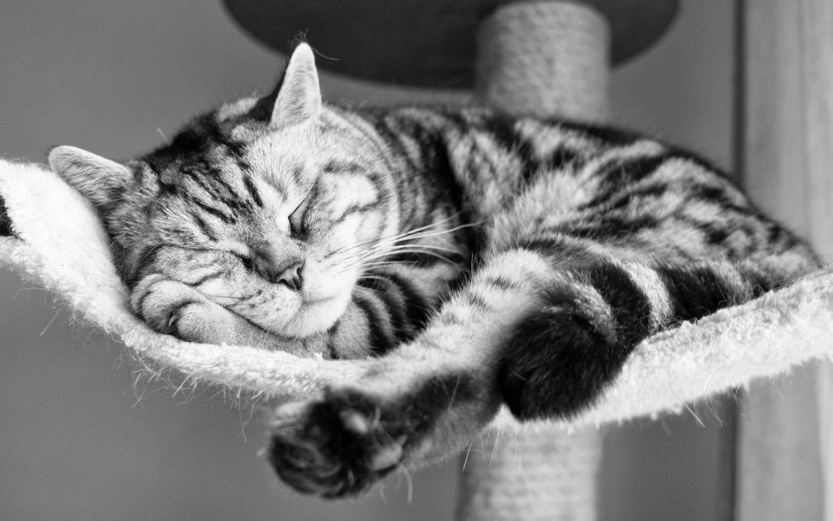 Спящий кот