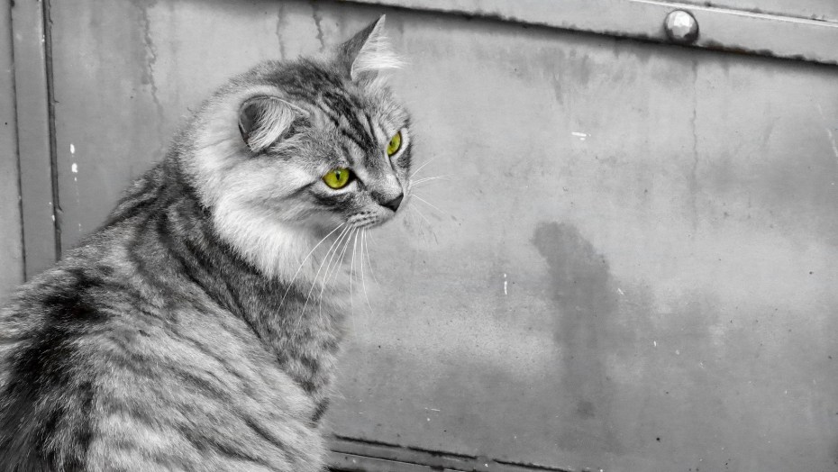 Американская короткошерстная кошка табби