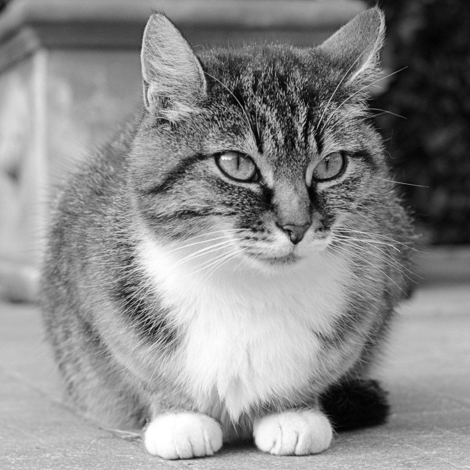 Котик черно белый