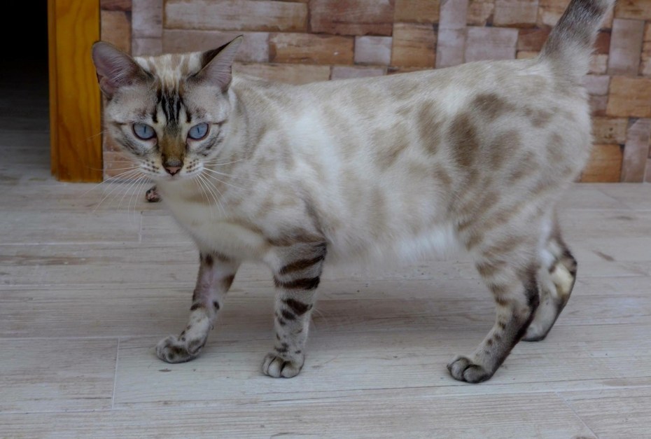 Кошка blotched tabby