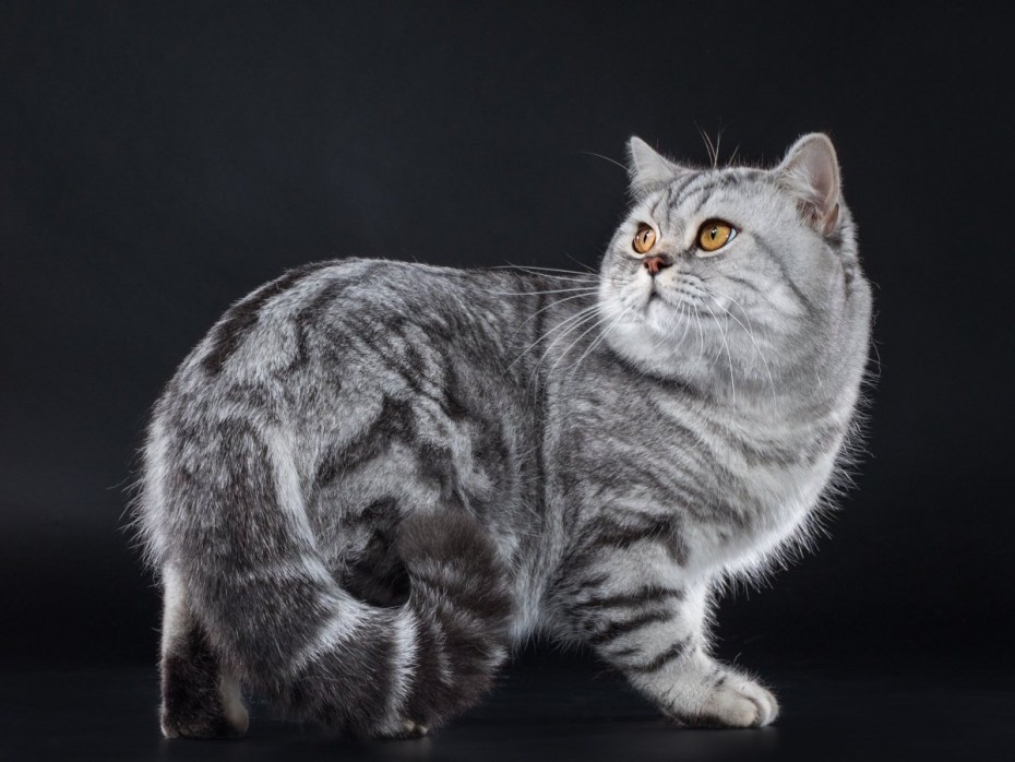 Мраморные светлые котята