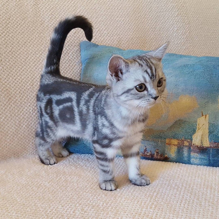 Шотландский скоттиш страйт