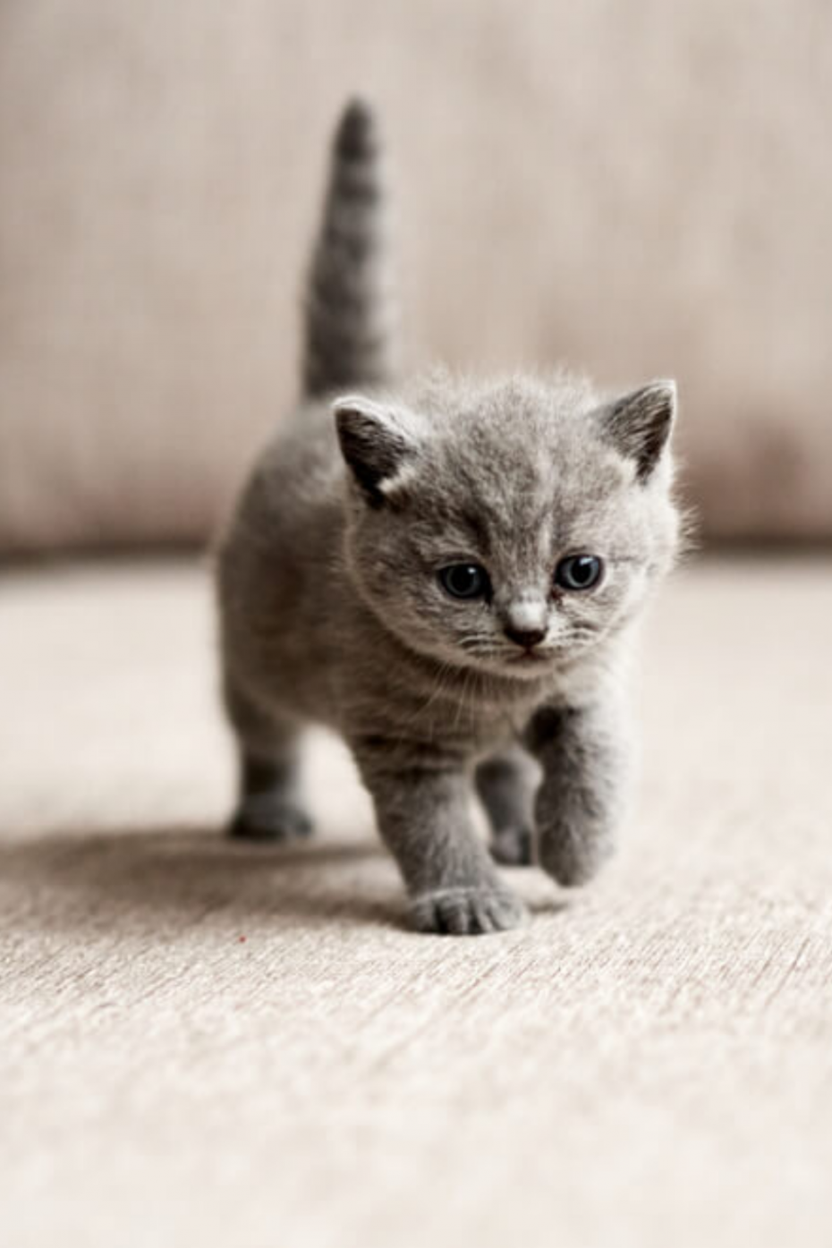 Маленькие котики серые. Tiny Cat. Big Cat, little Cat. Котенок серый, 16см. Very small Cat.