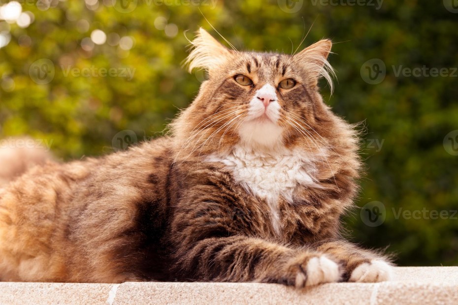 Енотовидный кот