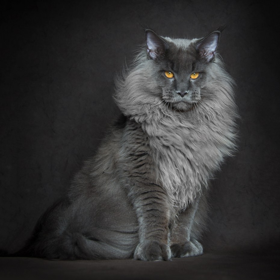 Кошка Мейн кун