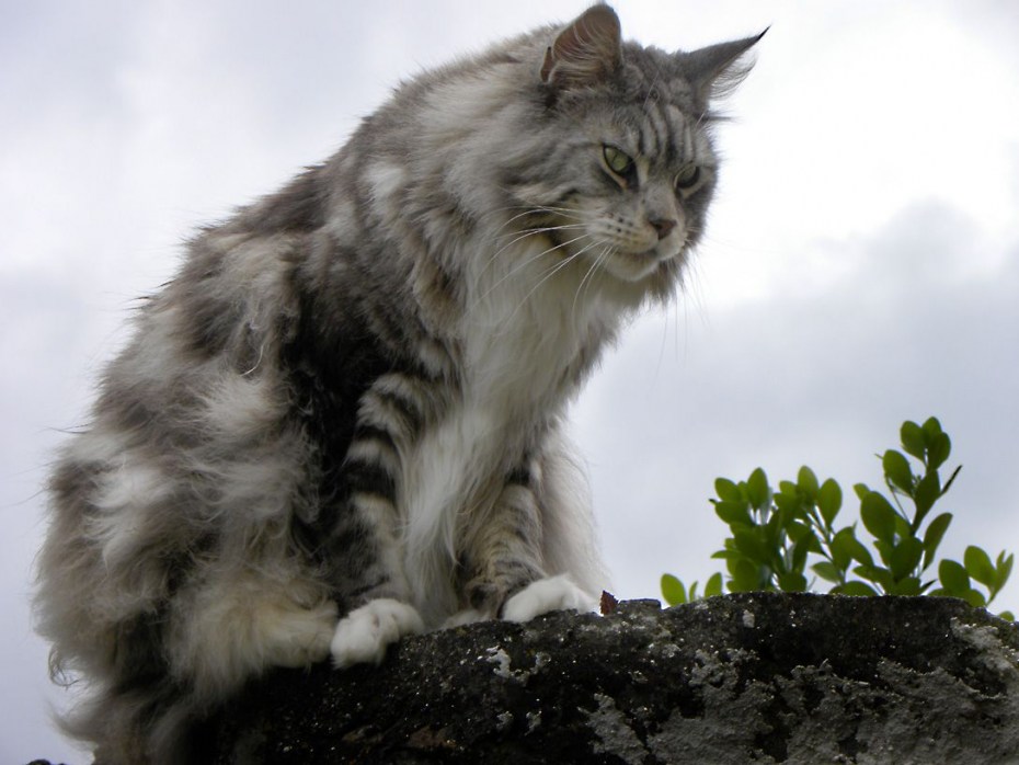 Большая кошка Мейн кун