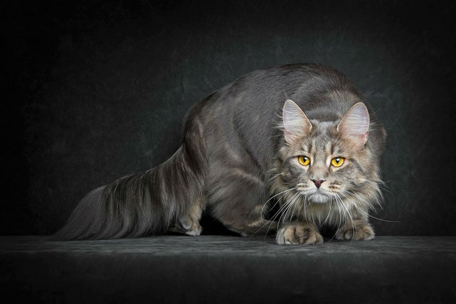 Коты Мейн куны