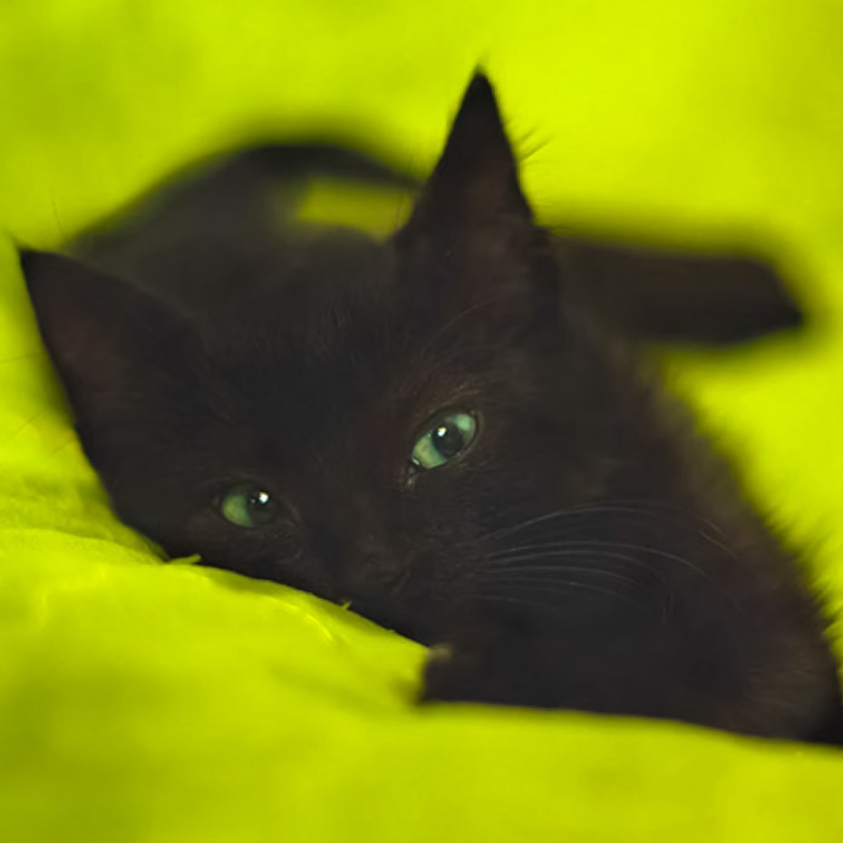 Черная кошка
