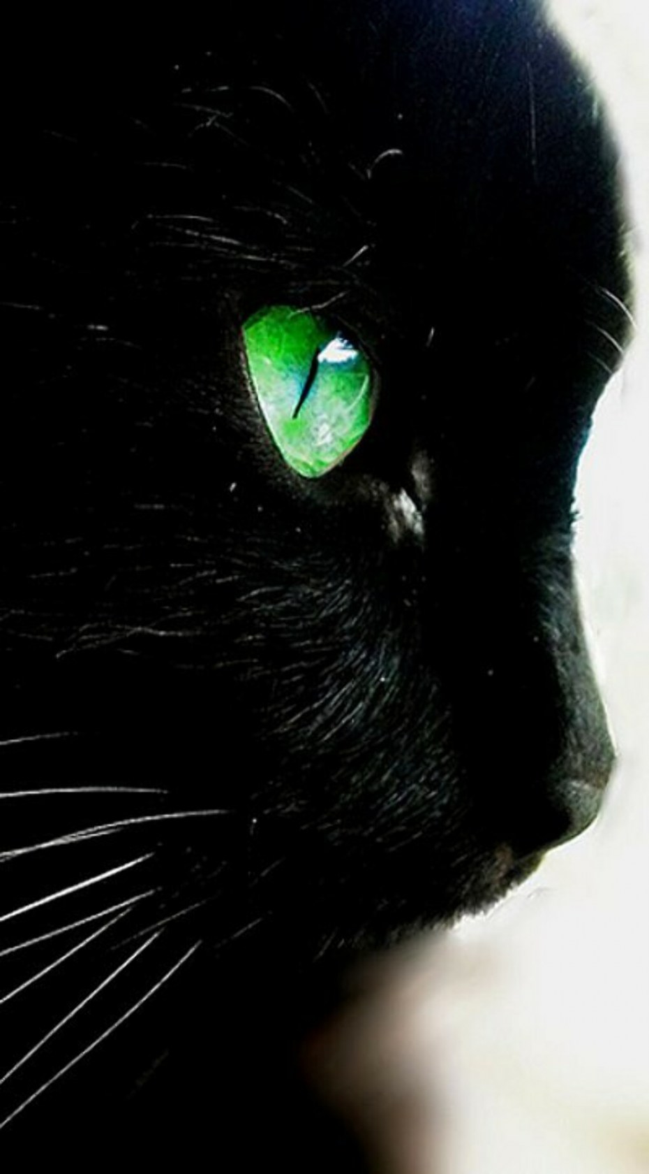 Кошка с зелеными глазами