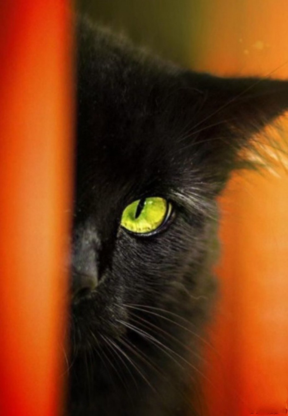 Черные коты