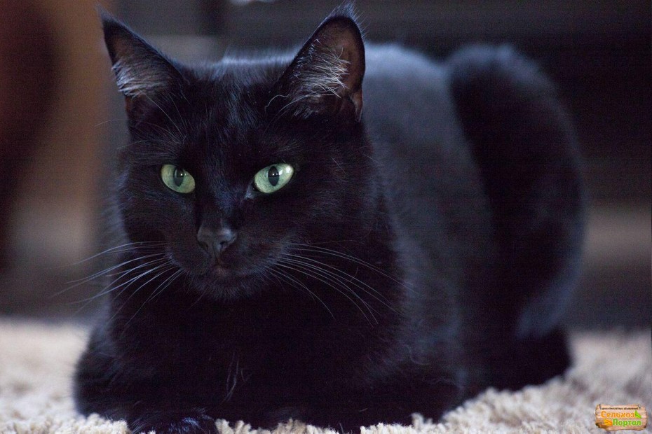 Черные коты