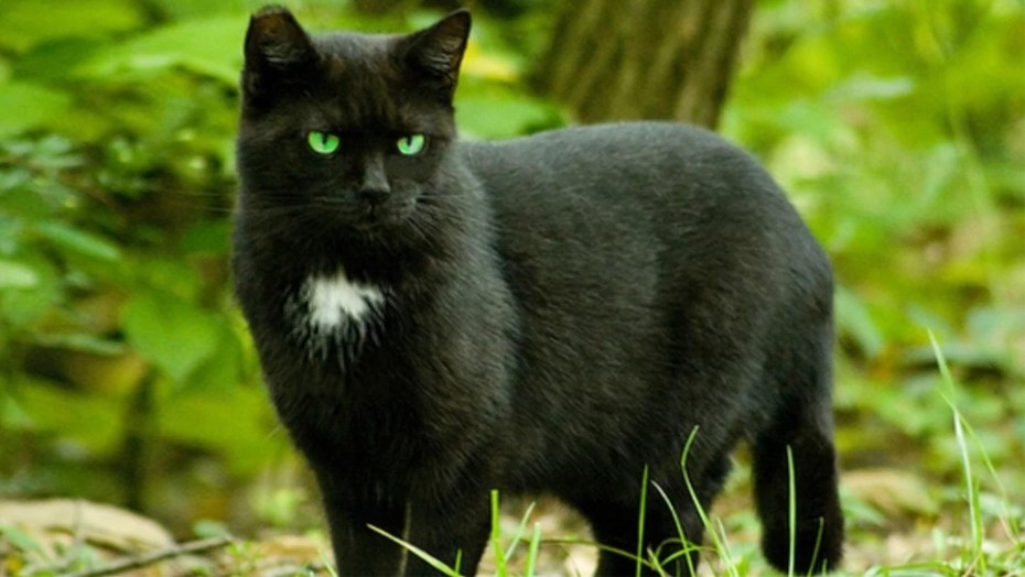 Красивые черные коты