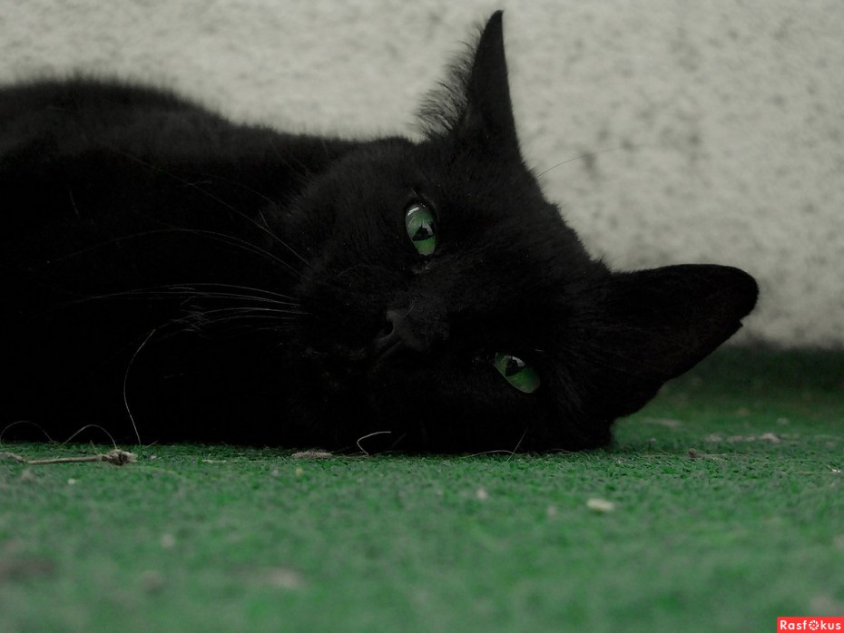 Кошачий глаз