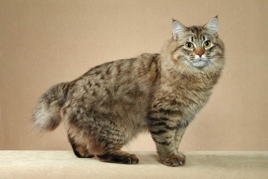 Коты Курильский бобтейл
