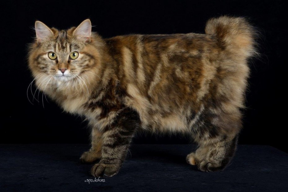 Мэнкс (Мэнская кошка)
